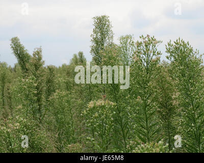 La Conyza canadensis, comunemente nota come alghe equine canadesi, è una pianta erbacea a rapida crescita originaria del Nord America, spesso presente in terreni disturbati e aree urbane. Foto Stock