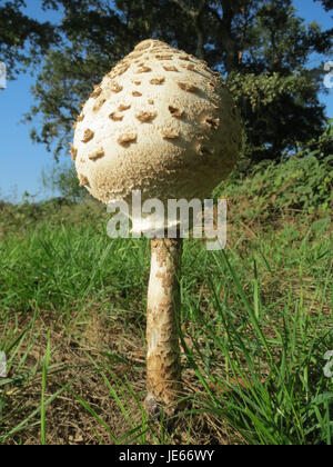 La foto raffigura lo Schwetzinger Hardt, una grande area forestale vicino a Schwetzingen, in Germania, catturato il 24 settembre 2013. L'immagine mostra i lussureggianti boschi verdi, indicativi della bellezza naturale e del significato ecologico della regione. Foto Stock