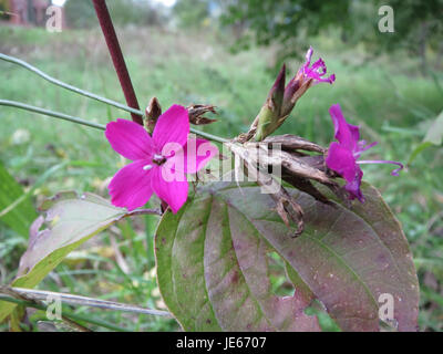 Il Dianthus carthusianorum, comunemente noto come il rosa certosino, è una pianta perenne originaria dell'Europa. Produce vivaci fiori rosa e si trova spesso in aree rocciose o prati. Foto Stock