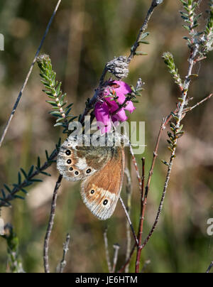 Grande Heath butterfly appollaiato su Cross-lasciava Heath fiori. Whixall Moss, Shropshire, Inghilterra. Foto Stock