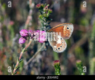 Grande Heath butterfly appollaiato su Cross-lasciava Heath fiori. Whixall Moss, Shropshire, Inghilterra. Foto Stock