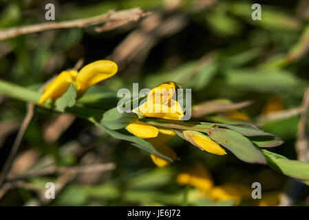 Genista tinctoria Foto Stock