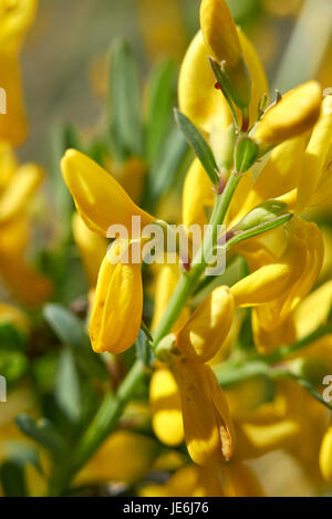 Genista tinctoria Foto Stock