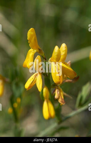 Genista tinctoria Foto Stock