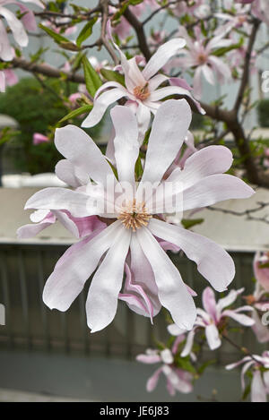 Magnolia stellata Foto Stock