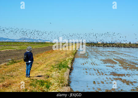 Un grande gregge di ibis lucido (Plegadis falcinellus), Ibis preto, sorvolando un campo di riso all'estuario del Sado Riserva Naturale. Comporta, Portogallo Foto Stock