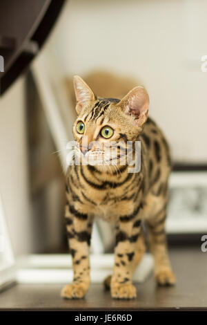 Gatto bengala all'età di 5 mesi si erge su un tavolo Foto Stock