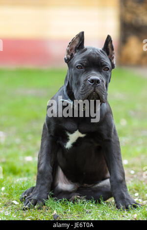Età del cucciolo di 3 mesi di Cane Corso razza di colore nero si siede sul prato Foto Stock