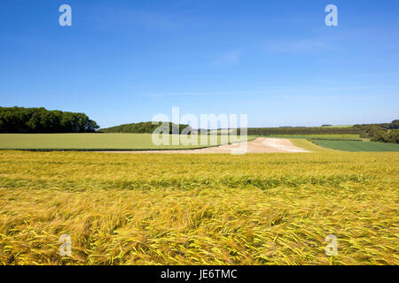 Una maturazione d'oro raccolto di orzo con scenic campi e boschi nel yorkshire wolds sotto un cielo blu in estate Foto Stock