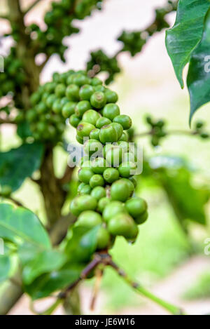 Gruppo fila frutti verdi di caffè berry su un albero e gocce di acqua dopo la pioggia Foto Stock