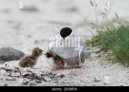 L'Europa, Nord Europa, Islanda, Nordwestisland, a ovest di fiordi, costiere tern, Arctic Tern, sterna paradisaea, Foto Stock