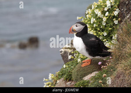 L'Europa, Nord Europa, Islanda, Westisland, west fiordi, Latrabjarg, Parrot subacquei, Fratercula arctica, Foto Stock