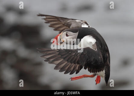 L'Europa, Nord Europa, Islanda, Westisland, west fiordi, Latrabjarg, Parrot subacquei, Fratercula arctica, Foto Stock