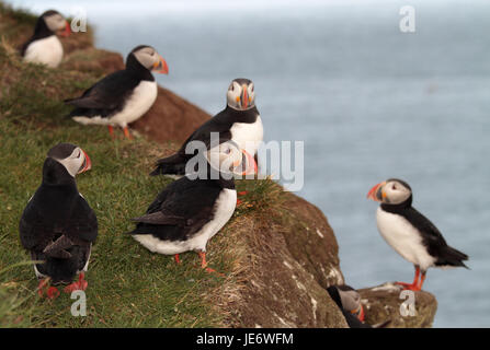 L'Europa, Nord Europa, Islanda, Westisland, west fiordi, Latrabjarg, Parrot subacquei, Fratercula arctica, Foto Stock