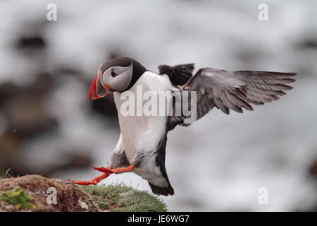 L'Europa, Nord Europa, Islanda, Westisland, west fiordi, Latrabjarg, Parrot subacquei, Fratercula arctica, Foto Stock