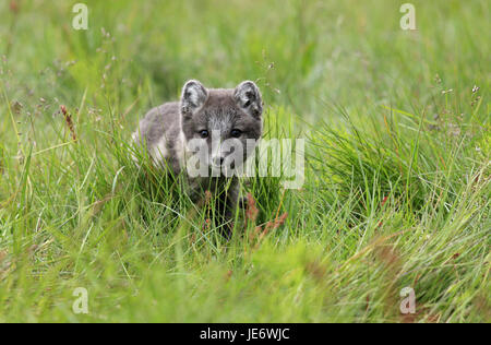 L'Europa, Nord Europa, Islanda, Westisland, west fiordi Arctic fox terrier, gelato fox, Alopex lagopus, Foto Stock