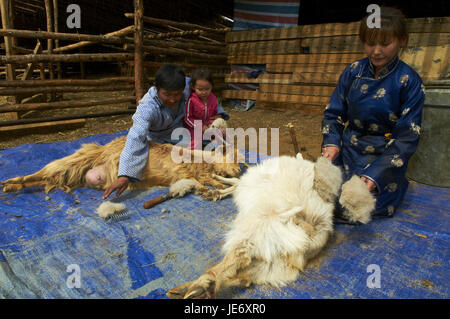 Due pastori nomadi pettine capre cashmere per la loro lana e Mongolia Foto  stock - Alamy