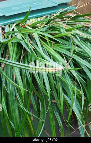 Giardino verde rifiuti destinati al compostaggio. Scavato il cariceto erba in un verde bidone con ruote. Regno Unito Foto Stock