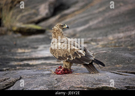 Predatori di eagle o needlemaker savana, Aquila rapax, animale adulto, preda, Masai Mara Park, Kenya, Foto Stock