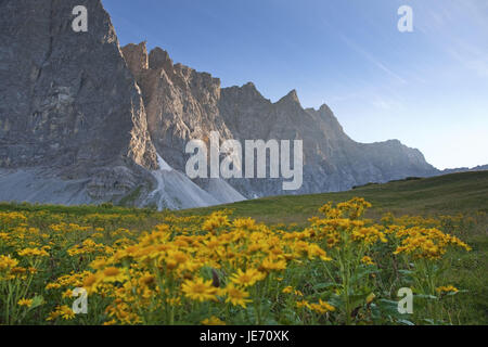 Flower meadow prima le pareti Laliderer, crash del nord del Lalidererspitze, Karwendelgebirge, alp parco Karwendel, calce alpi, alpi, Tirolo, Austria, Foto Stock
