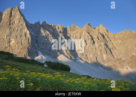Arnica prato prima del Laliderer pareti, crash del nord del Lalidererspitze, Karwendelgebirge, alp parco Karwendel, calce alpi, alpi, Tirolo, Austria, Foto Stock
