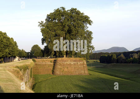 L'Italia, Toscana, Lucca, città storica parete, Foto Stock