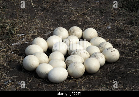 Gelege, Vogel uova, African mazzetto, Struthio camelus, uova nel nido, il Masai Mara Park, Kenya, Foto Stock