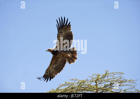 Predatori di eagle o needlemaker savana, Aquila rapax, Nakuru park, Kenya, Foto Stock