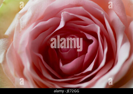Il nucleo è una singola rosa rosa.la Texture di close-up Foto Stock