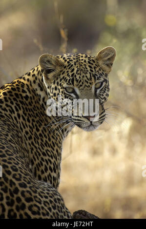 Leopard, Panthera pardus, animale adulto, ritratto, il Masai Mara Park, Kenya, Foto Stock