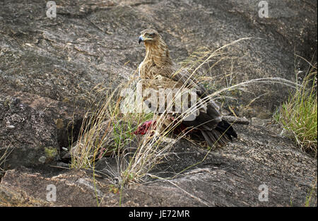 Predatori di eagle o needlemaker savana, Aquila rapax, animale adulto, preda, Masai Mara Park, Kenya, Foto Stock