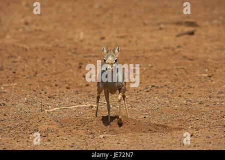 Dikdiks o Kirk-Dikdik, Madoqua kirkii, animale adulto, il Masai Mara Park, Kenya, Foto Stock