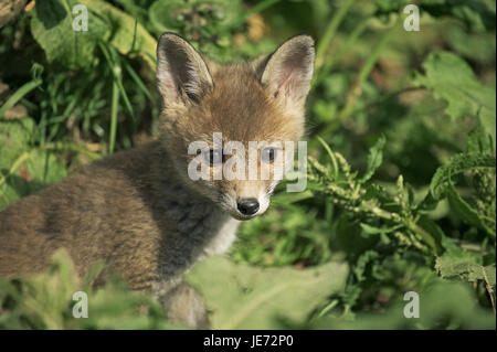 Red Fox, Vulpes vulpes, cucciolo, Normandia, Foto Stock