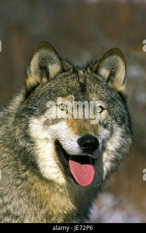 Mackenzie Wolf, Canis lupus occidentalis, animale adulto, ritratto, Canada, Foto Stock