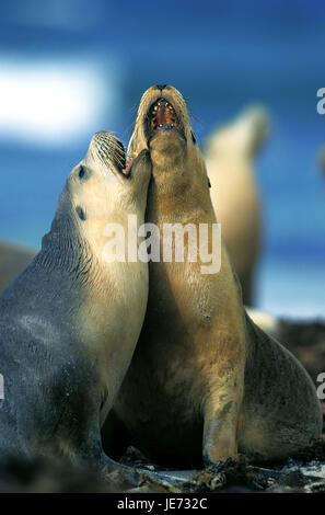Australian Sea Lion, Neophoca cinerea, gli animali adulti, giocare beach, Australia Foto Stock