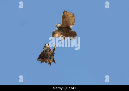 Capo gufo reale, bubo capensis, gli animali adulti, lotta, blu cielo, Foto Stock