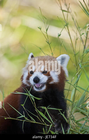 Piccolo panda, Ailurus fulgens, anche panda rosso, animale adulto, mangiare, bambù, Foto Stock