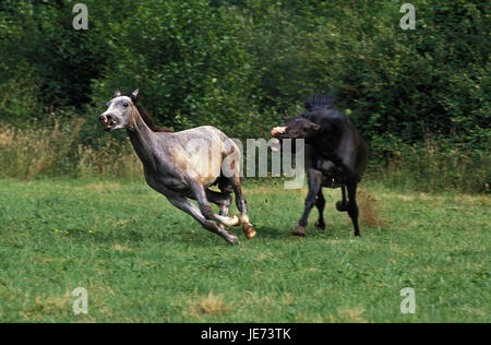 Cavalli al galoppo su un prato, Foto Stock