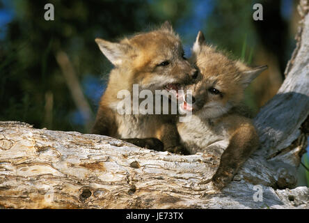 Due volpi rosse su un tronco, Vulpes vulpes, Foto Stock