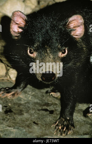 Borsa diavolo, Sarcophilus harrisii, Foto Stock