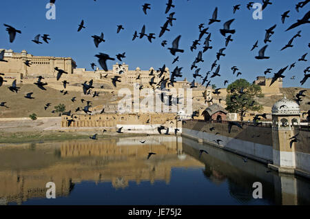 India Rajasthan, Jaipur, fort ambergris, sogno piccioni in primo piano Foto Stock