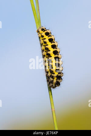 Sei spot burnett moth caterpillar Zygaena filipendulae a testa in giù su un gambo di erba attorno al pupate - erba prato in Somerset Foto Stock