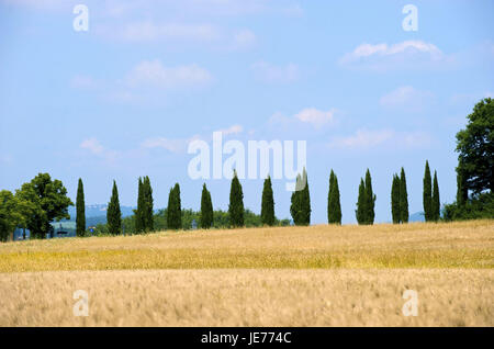 L'Italia, Toscana, paesaggio con cipressi vicino Siena, Foto Stock