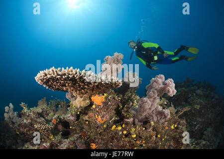 Sommozzatore in Coral reef, Wakaya, Lomaiviti, Figi, Foto Stock