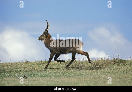 Defassa-acqua vaulting horse, Kobus ellipsiprymnus defassa, piccoli uomini, eseguire, savana, Kenya, Foto Stock