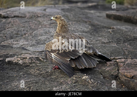 Predatori di eagle o needlemaker savana, Aquila rapax, animale adulto, preda, Masai Mara Park, Kenya, Foto Stock