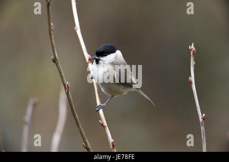 Marsh cincia, Parus palustris, animale adulto, stand, ramo, Normandia, Foto Stock