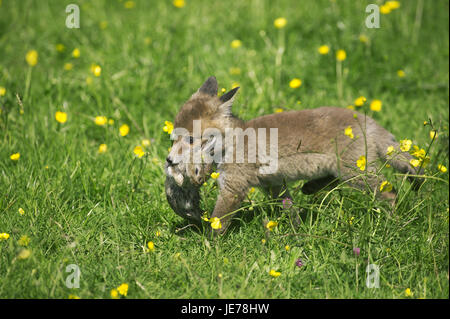Red Fox, Vulpes vulpes, cucciolo, coniglio selvatico, in bocca, Normandia, Foto Stock