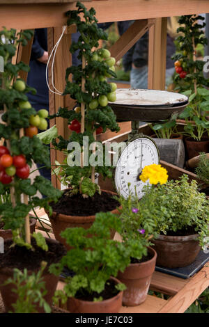 Pomodori & piccole piante in vasi di terracotta all'interno di una serra in legno - primo RHS Chatsworth Flower Show, la Chatsworth House, Derbyshire, Inghilterra, Regno Unito. Foto Stock