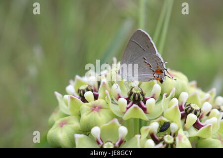 Grigio su hairstreak milkweed al ranch in Texas Foto Stock